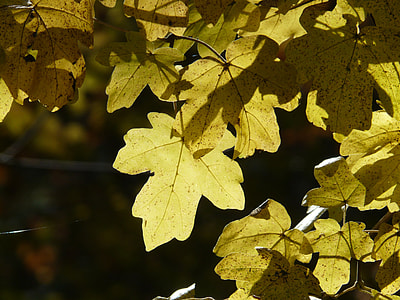 Field Maple, Acer Campestre thumbnail