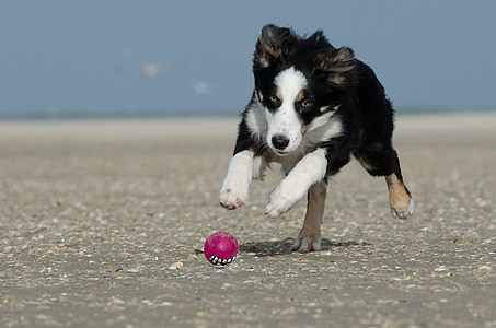 white, black, and brown Australian shepherd puppy thumbnail