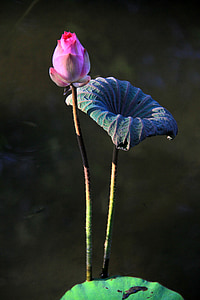 close-up photo of pink rose thumbnail