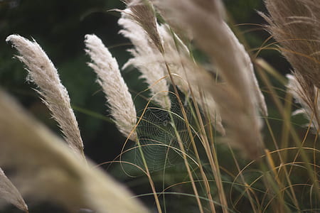 closeup photography of spider web on surrounded by white grass thumbnail