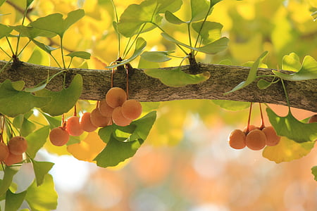 shallow focus photography of fruit at the branch of the tree thumbnail
