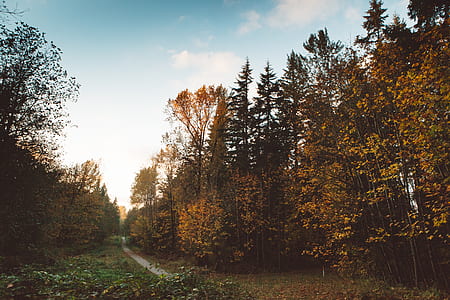 forest near road thumbnail