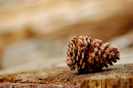 selective focus photography of pinecone thumbnail