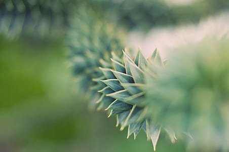 selective focus photography of green leaf plant thumbnail