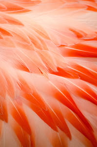 close up photo of peach and red feathers thumbnail