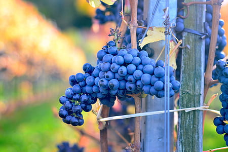 tilt shift lens photography of purple berries thumbnail