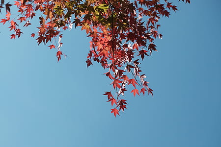 tilted maple trees under the skies thumbnail