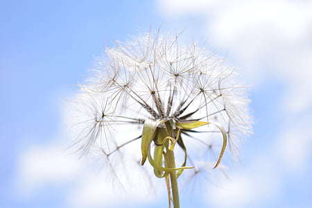 white dandelion seed head in close up photography thumbnail
