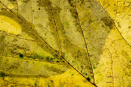 nature, pattern, texture, abstract thumbnail