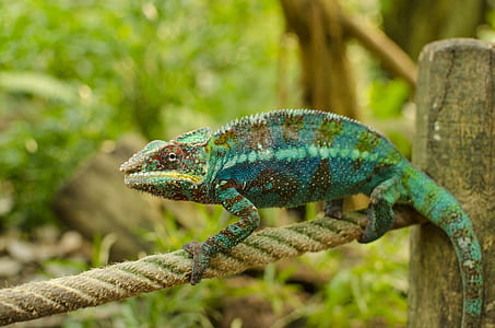 green and brown chameleon on brown rope thumbnail