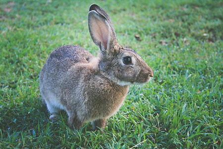Closeup shot of a rabbit thumbnail