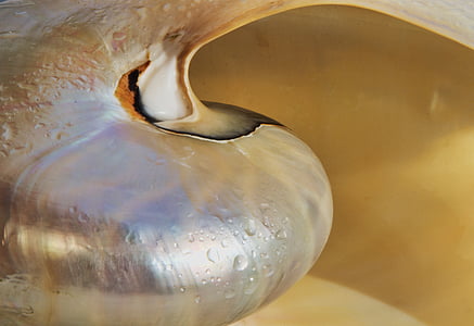 shell, nautilus, silver, gloss, sea, shimmer thumbnail