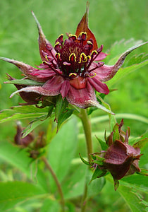 Comarum Palustre, Purple Marshlocks thumbnail
