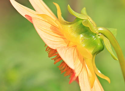 selective focus photography of yellow sunflower flower thumbnail