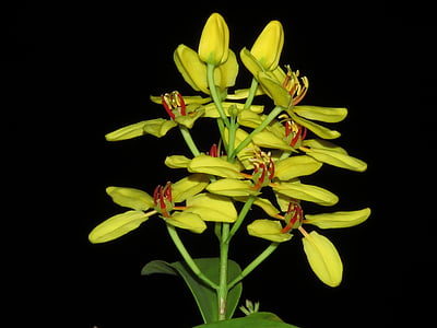yellow cluster flower thumbnail