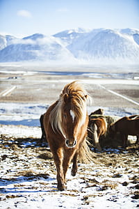 brown horse walks on snow covered field at daytime thumbnail
