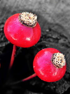 pair of red plants thumbnail