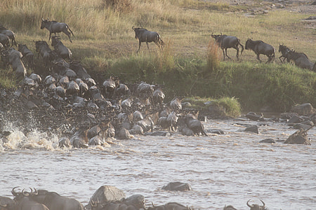 Wildebeest Migration, Great Migration thumbnail