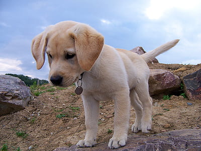 yellow Labrador retriever puppy thumbnail