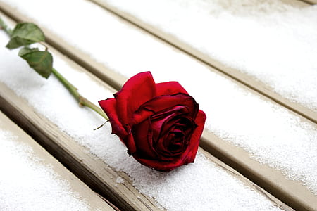 red rose on top of wooden surface thumbnail