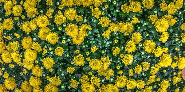 yellow flowers painting thumbnail