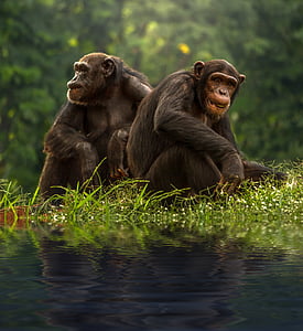 two brown primates near bodies of water selective focus photograph thumbnail