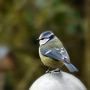 Blue Jay bird perched on silver ball stone thumbnail