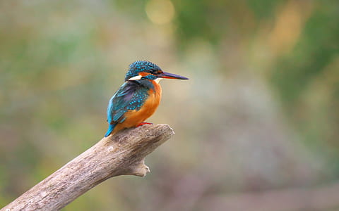 selective photography of blue bird standing on tree brunch thumbnail