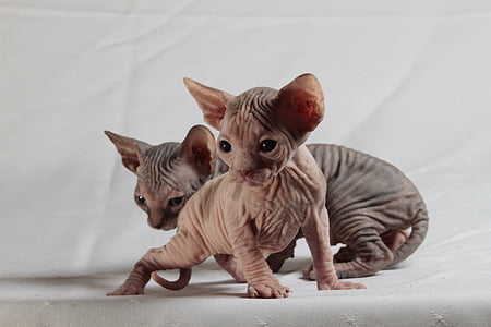 two tan Sphinx kittens thumbnail