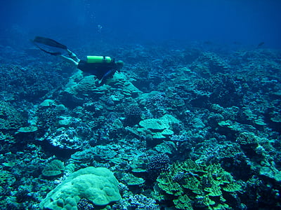 underwater photo of person near the reef thumbnail