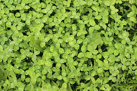 green plants thumbnail