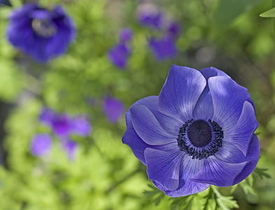 selective focus photo of purple anemone flower thumbnail
