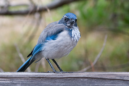 selective focus photo of California scrub jay bird perching on gray wooden frame thumbnail