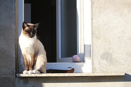 close-up photography of Siamese cat on ledge near window during daytime thumbnail