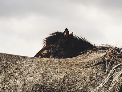 horse, nature, black, grey, eye thumbnail