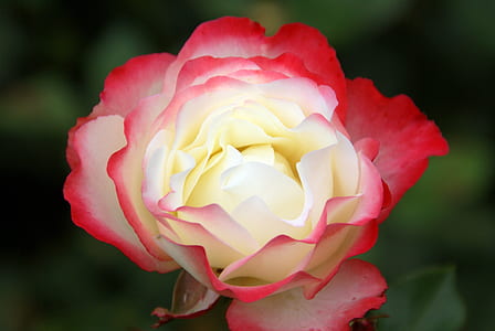 shallow focus white and red flower thumbnail