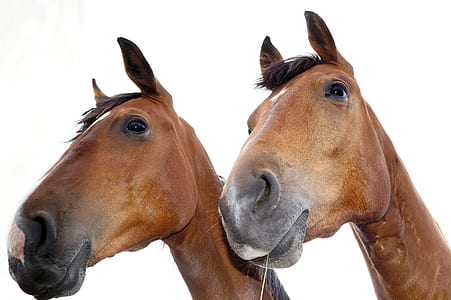 two brown horse heads thumbnail