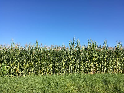 corn field photo thumbnail