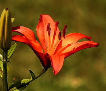 selective focus photography of red peruvian lily flower during daytime thumbnail