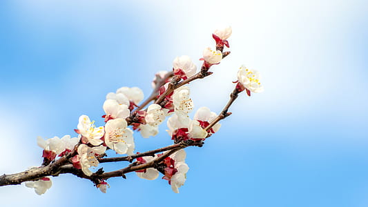 white and red petaled flower thumbnail
