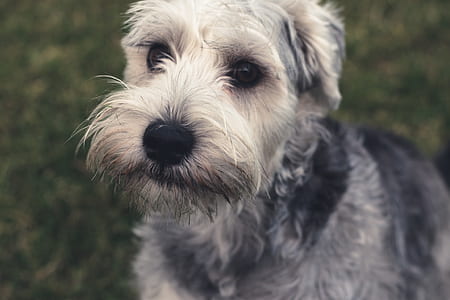 closeup photo of short-coated gray dog thumbnail