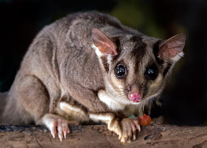 tilt-shift lens photography of sugar glider thumbnail