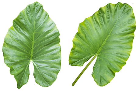 two green leavesd thumbnail