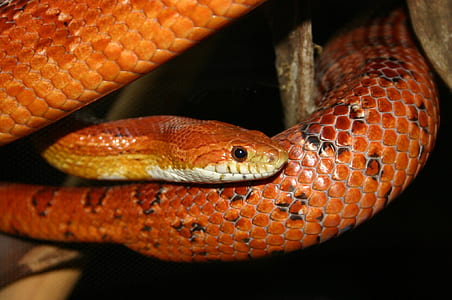 wildlife photography of red and brown python thumbnail