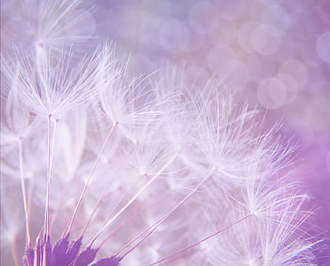 close up photo of dandelions thumbnail