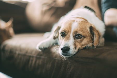 selective focus photography of short-coated white and brown dog on brown sofa thumbnail