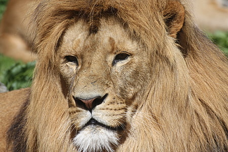 selective focus photography of lion thumbnail