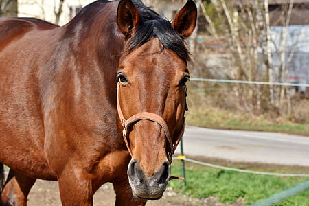 brown horse in selective focus photography thumbnail