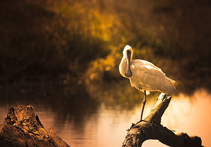 sepia photo of white crane perching on tree thumbnail