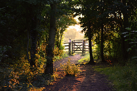 gray trees near the wooden fence with gate thumbnail